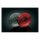 KURYAKYN TURN SIGNAL LENS SET, RED
