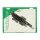 FRONT ENGINE MOUNT BOLT KIT, ACORN