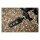 Kuryakyn splined footpeg adapters satin black