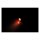 Apollo miniature round SMD LED taillight/turn signal combo