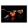 Daytona, D-Light SOL-W 3-1 LED Taillight/turn signal combo